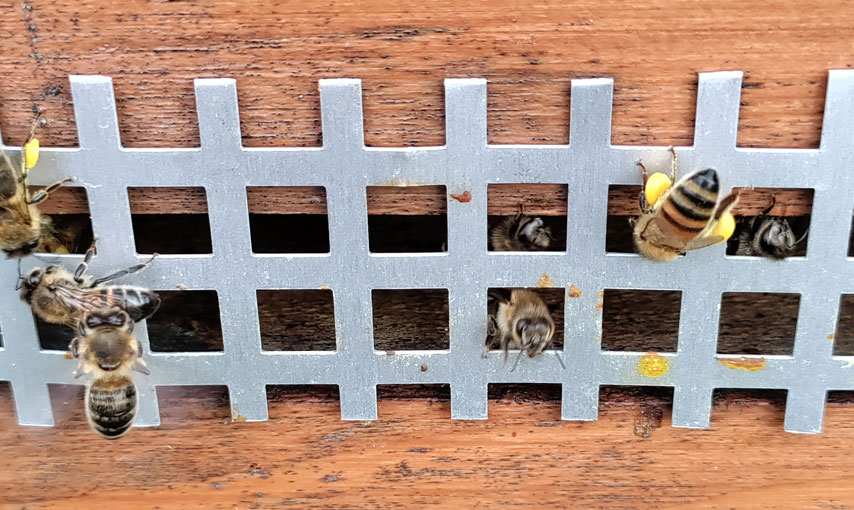 Auch Bienen liebes es warm